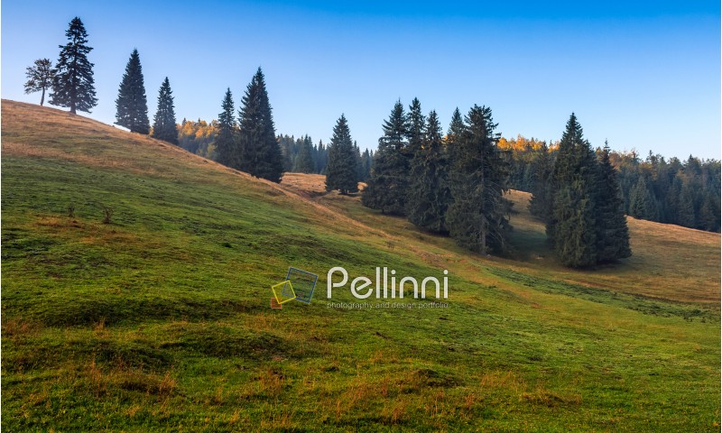 spruce trees on a grassy hill of Romanina mountains in soft morning light