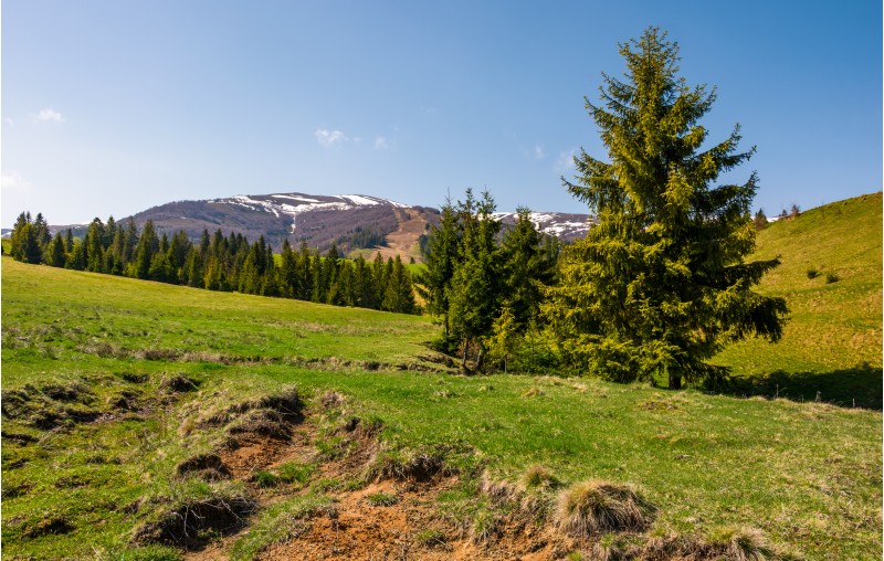 spruce trees on a grassy meadow in mountains. beautiful nature scenery in springtime