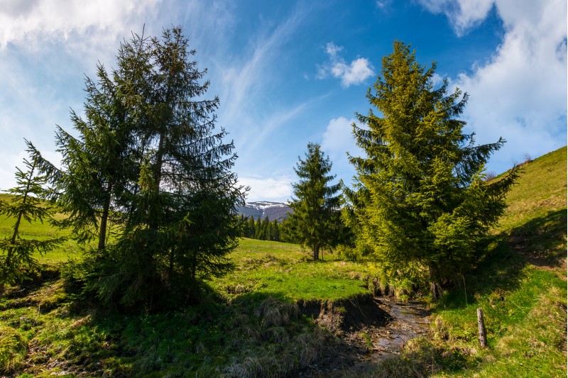 spruce trees on grassy hills along the brook. beautiful mountainous landscape in springtime under the gorgeous sky