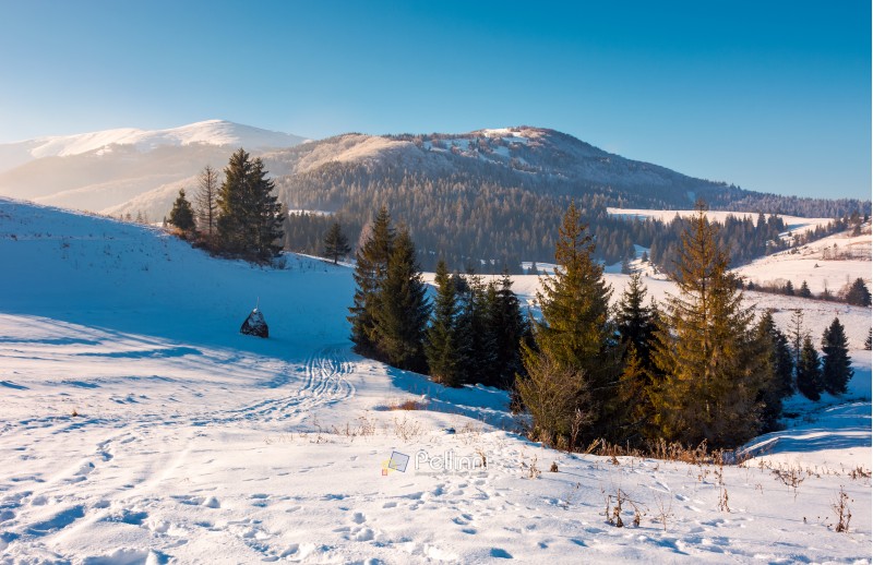 spruce trees on snowy hillside. beautiful frosty day. borzhva mountain ridge in the distance. lovely Carpathian scenery