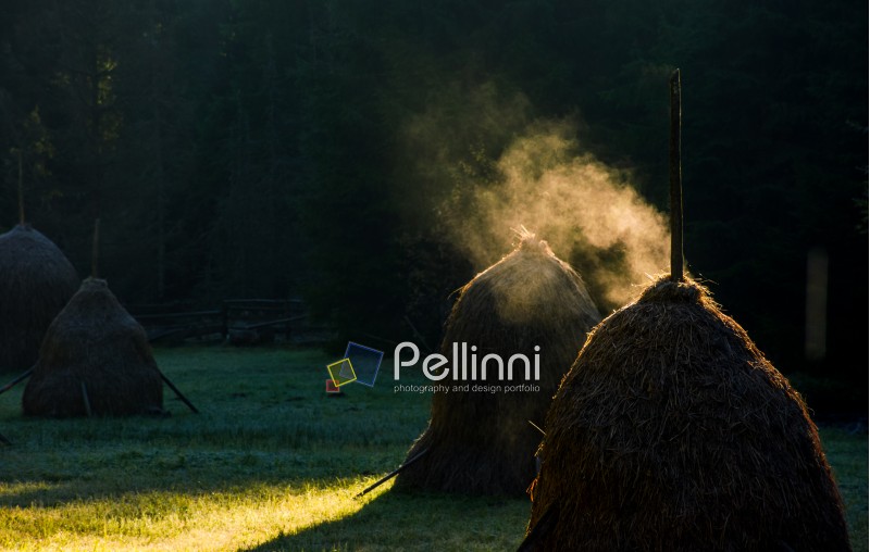 steaming haystack near the forest at sunrise. rare rural background