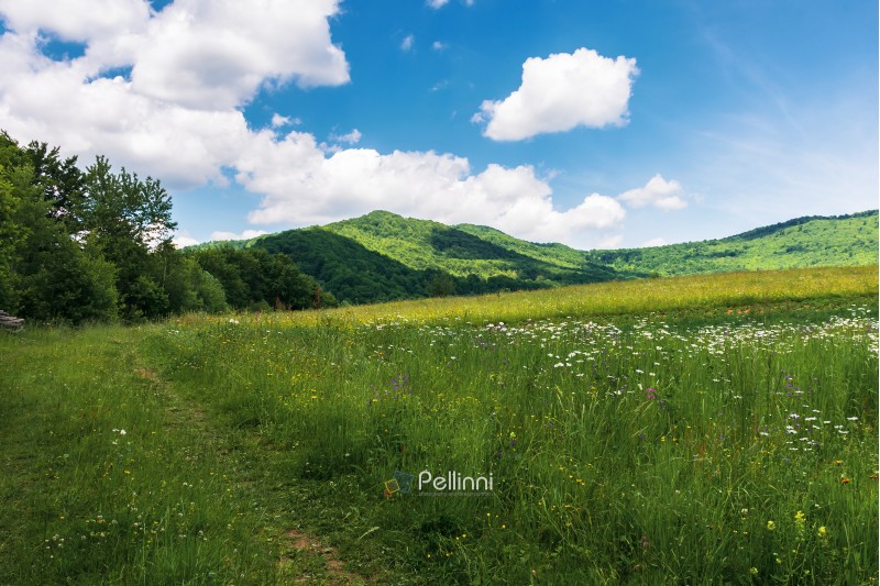 summer countryside in mountains. path through grassy meadow and forest. wonderful sunny weather. fluffy clouds on the blue sky.