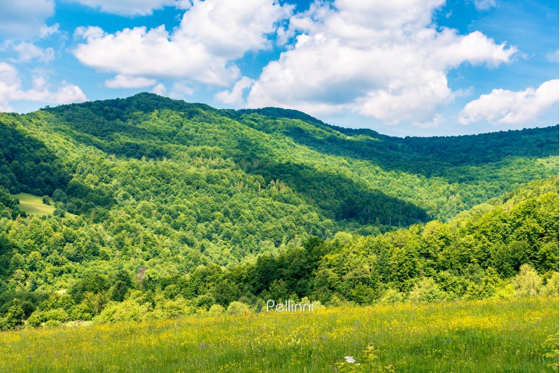 summertime in mountains. beautiful countryside landscape. grassy meadow with yellow herbs. fluffy clouds on the sky.