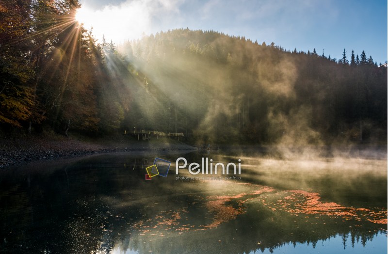 sun light in fog over the mountain lake Synevyr. high altitude lake among spruce forest on beautiful autumn morning. sunning nature scenery