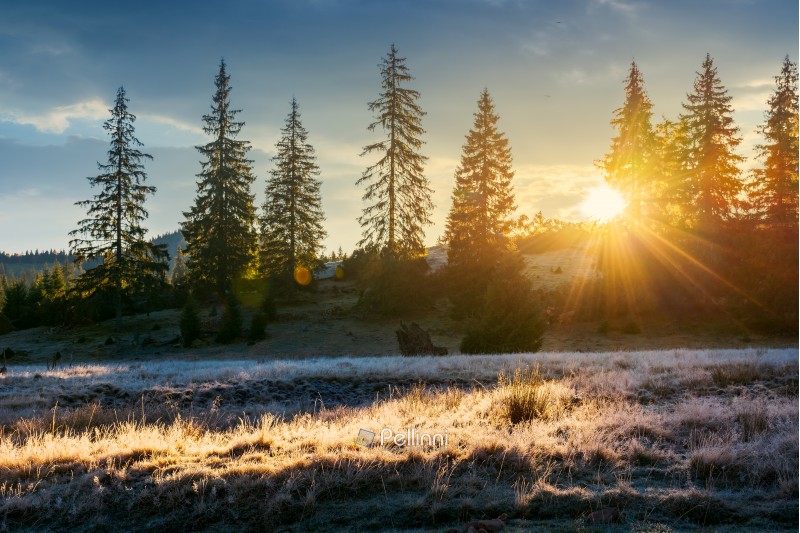 sun light through tall spruce trees on the hill. back lit meadow with frozen grass. gorgeous autumn sunrise in mountains