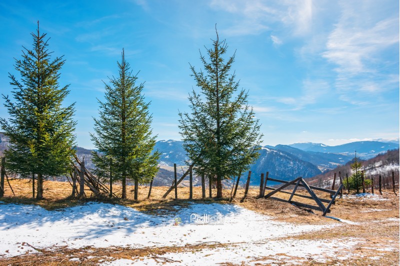 sunny springtime weather in mountain. beautiful carpathian rural landscape. spruce trees near the wooden fence on the meadow with  melting snow on weathered grass. village down in the valley