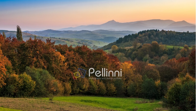 hazy autumn sunset. forest with red foliage on hilly landscape. mountain ridge with high peak on the background
