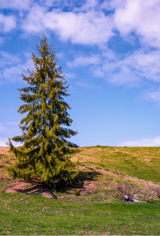 tall spruce tree on the grassy hillside. lovely springtime nature scenery with blue sky and some clouds