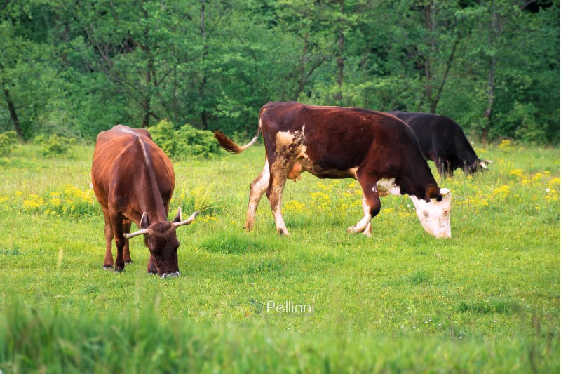 three cows grazing near the forest. green grassy meadow. rural natural economy. summer countryside