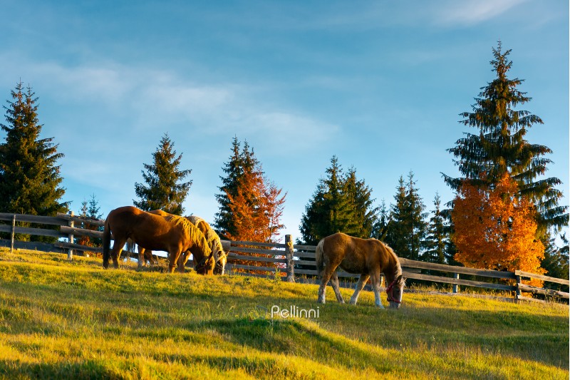 three horses grazing on a hill. wonderful rural scene in evening. forest behind the fence in the distance