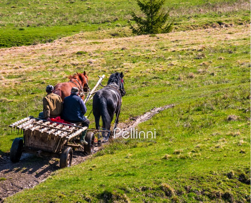 Pylypets, Ukraine - May 01, 2017: traffic in mountainous rural area in summer. wooden cart with two horses and two men ridge uphill the grassy slope