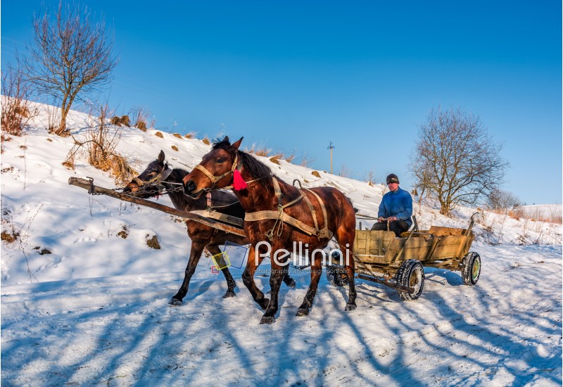 Pilipets, Ukraine - December 21, 2016: traffic in mountainous rural area in winter. sad man riding a cart with two horses on snowy countryside road