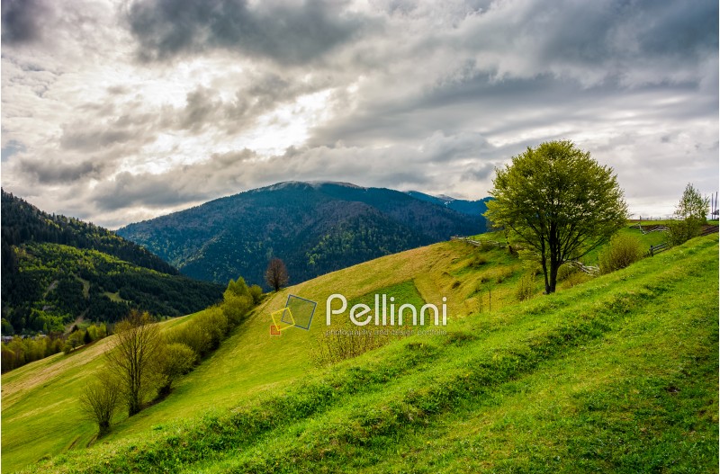 Countryside mountain landscape. trees on a meadow in rural area on overcast springtime day