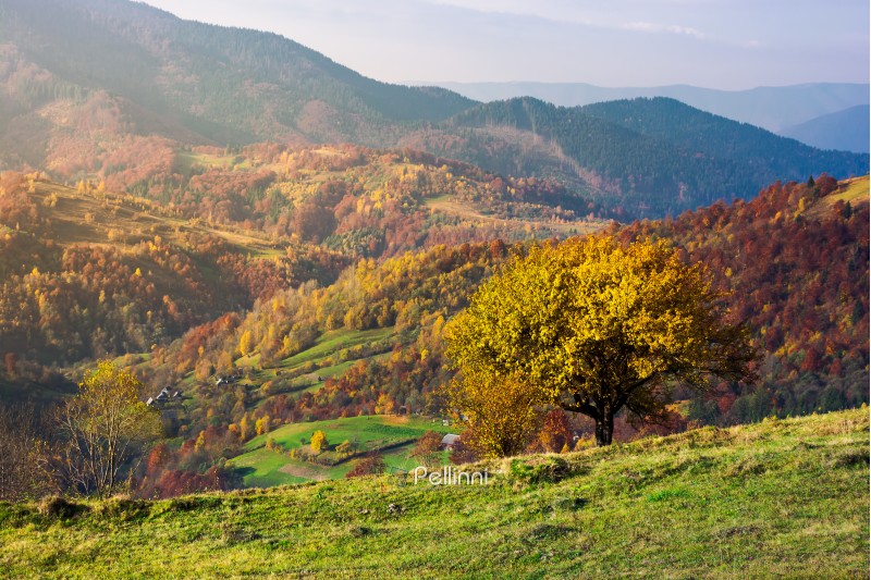 tree on a grassy hillside in autumn mountains. beautiful scenery at sunrise. small village down the hill in valley