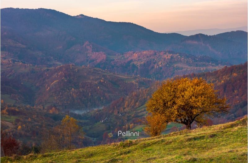 tree on a grassy hillside in autumn mountains. beautiful scenery at dawn. small village down the hill in valley