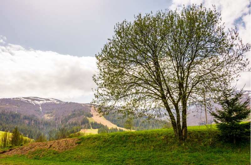 tree on a grassy hillside in mountains. lovely countryside springtime background on a cloudy day