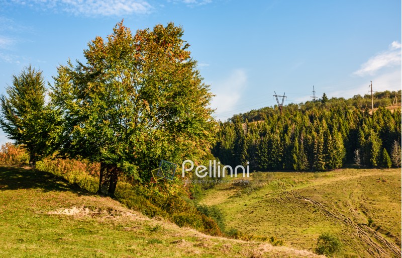 tree on a mountain grassy hill side meadow on a clear autumn sunny day with blue sky. powerlines along the hillside