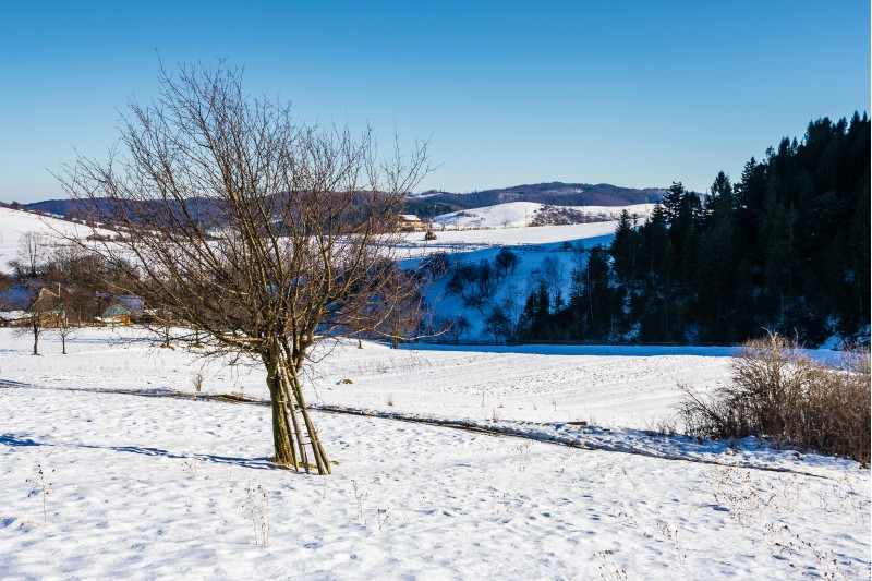 tree on snow covered agricultural fields. beautiful winter landscape of mountainous rural area