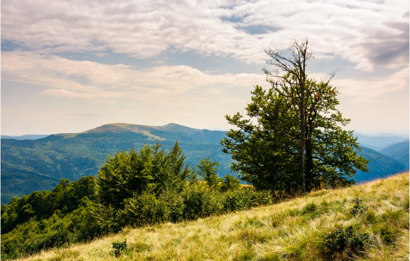 tree on the grassy hillside on a cloudy day. lovely summer landscape of Carpathian mountain Svydovets ridge.