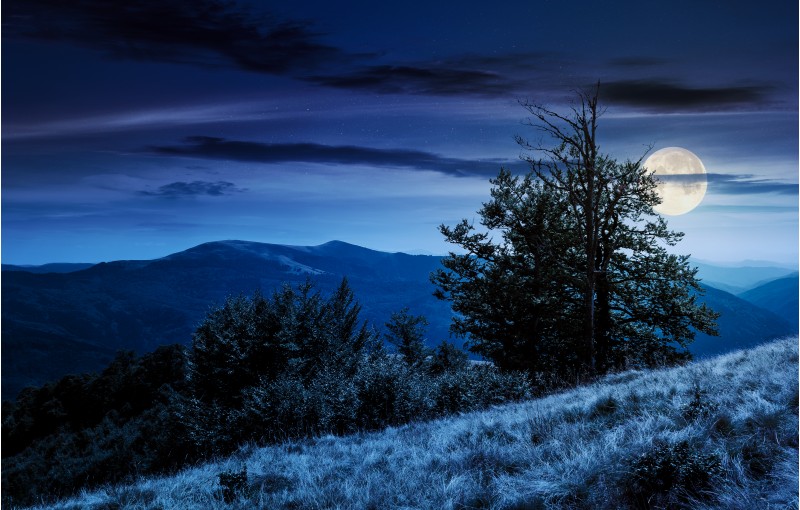 tree on the grassy hillside on at night in full moon light. lovely summer landscape of Carpathian mountain Svydovets ridge.