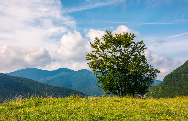 tree on the grassy meadow in mountains. early autumn countryside with beautiful cloudscape