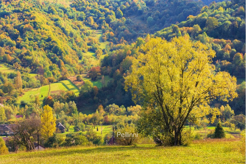 tree on the rural field in mountains. beautiful countryside scenery in early autumn. village in the distant valley. beautiful vivid colors