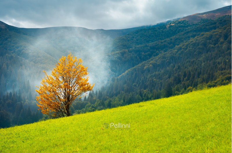 tree with golden foliage on grassy hillside in smoke. beautiful autumn scenery in mountains