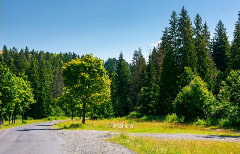 trees along the winding road through forest. lovely nature scenery in summer. travel by car concept