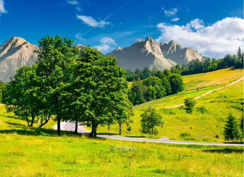 trees by the road in High Tatra mountains. composite image of nature scenery in mountainous area. lovely countryside background. wonderful summer weather with some clouds on a blue sky