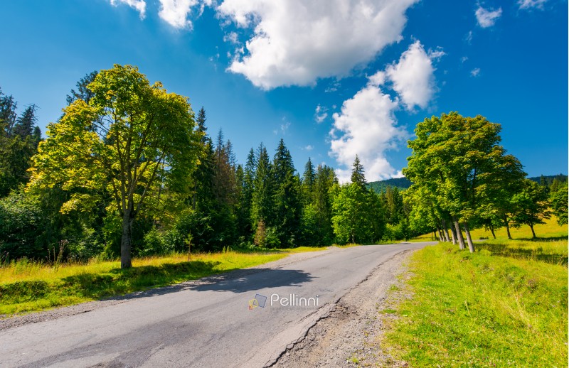 trees by the road in mountains. beautiful nature scenery in mountainous area. lovely transportation background. wonderful summer weather with some clouds on a blue sky