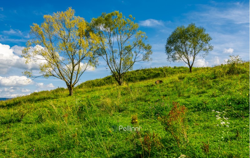trees in a row on a hillside meadow. beautiful sky behind the scenery