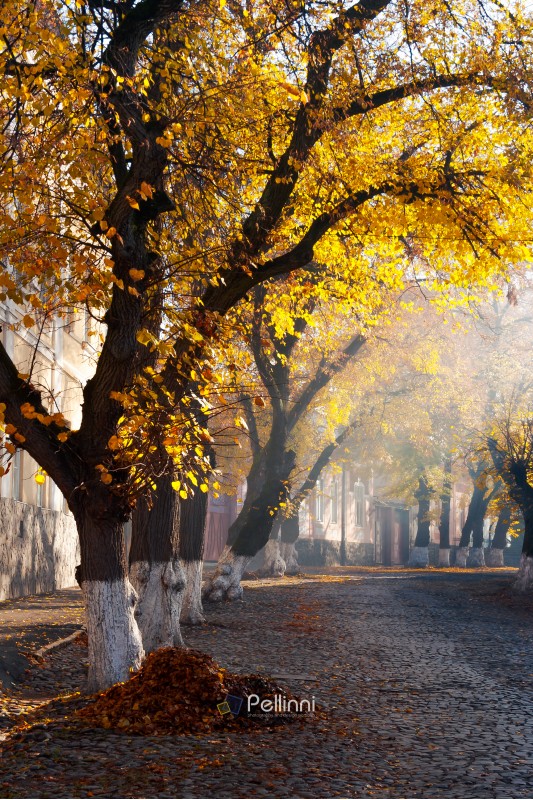 trees in golden foliage on streets. beautiful autumn scenery on old town Uzhgorod, Ukraine