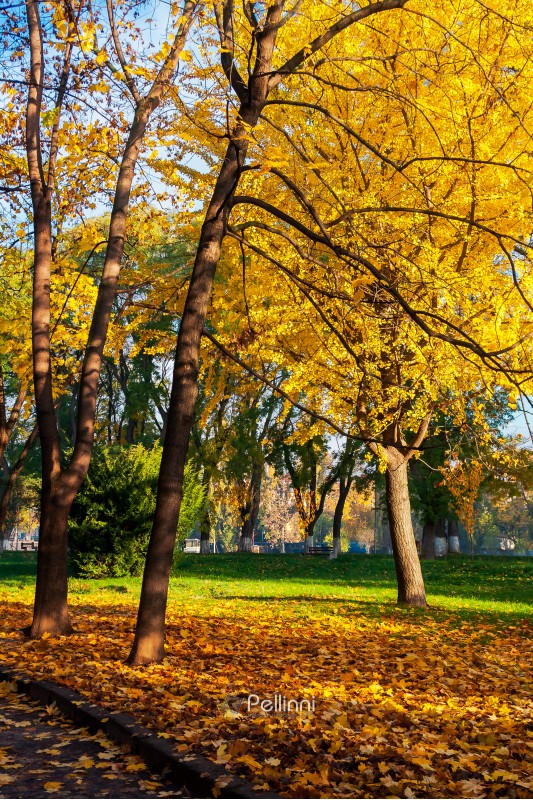 trees of city park in golden foliage. warm november weather