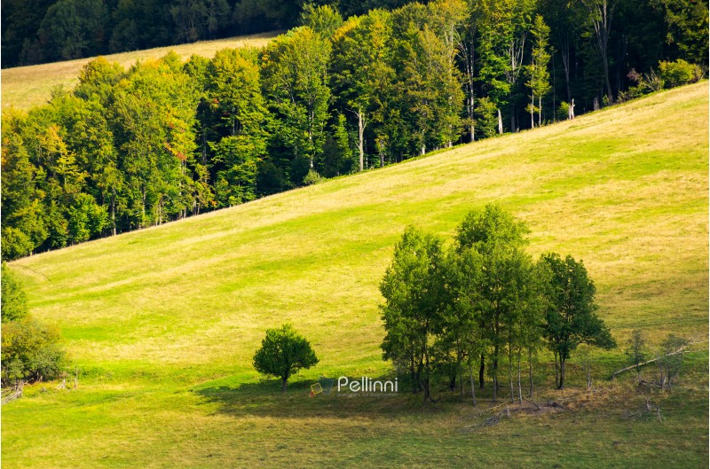 trees on a hillside meadow. wonderful nature scenery in early autumn