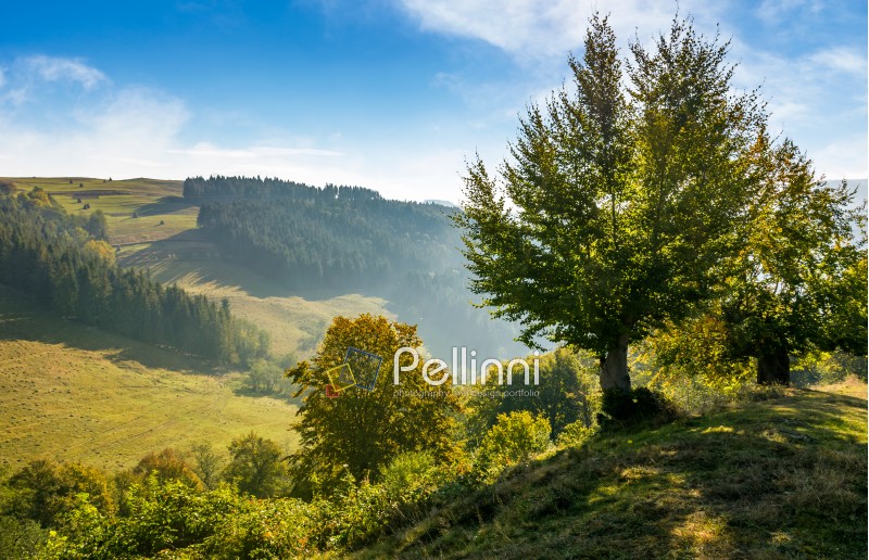 trees on hillside in mountainous countryside. lovely early autumn landscape in fine weather