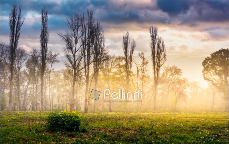 foggy sunrise on the meadow in forest. mysterious autumn landscape.