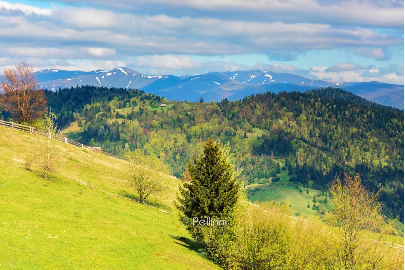 trees on the grassy hill in mountains. distant ridge with snowy tops. beautiful countryside scenery in springtime. wonderful sunny weather with cloudy sky