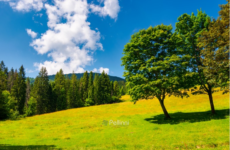 trees on the grassy meadow in summer. beautiful landscape with spruce forest and mountain in the distance. blue sky with fluffy cloud formation