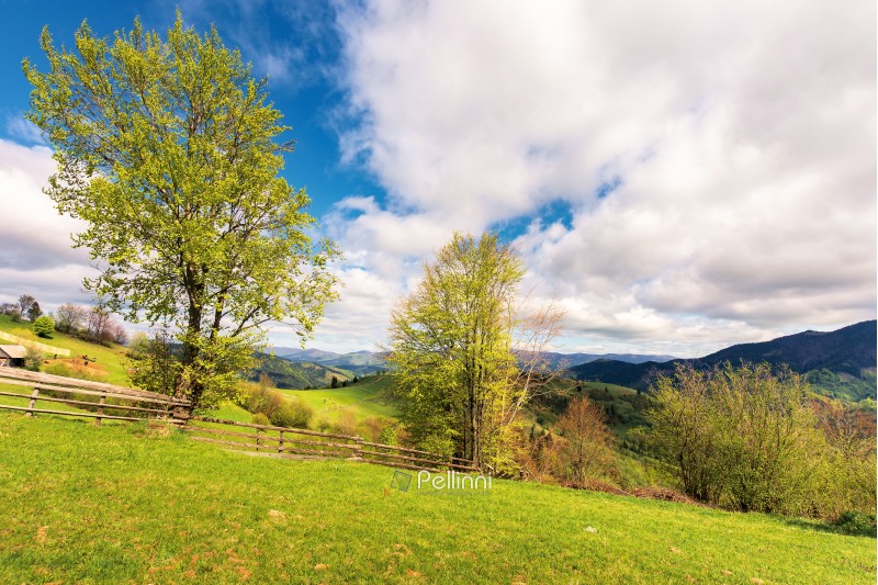 trees on the rural field in mountains. wooden fence along the grassy hillside. beautiful countryside scenery in springtime. wonderful sunny weather with cloudy sky