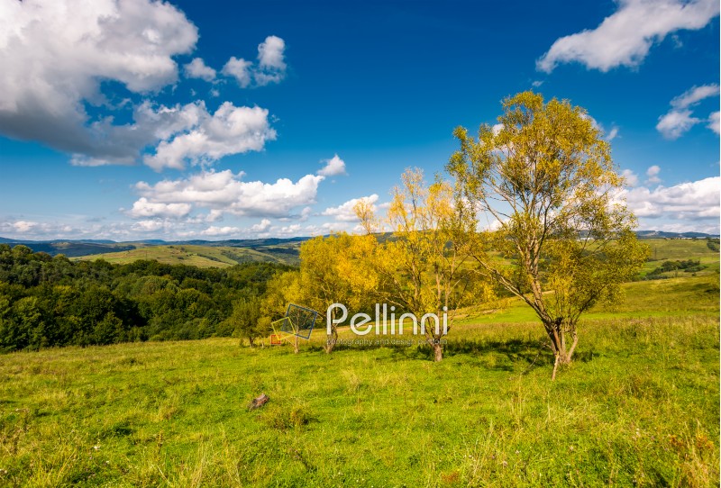trees with yellow foliage on grassy slope. beautiful countryside landscape with gorgeous cloudscape in early autumn
