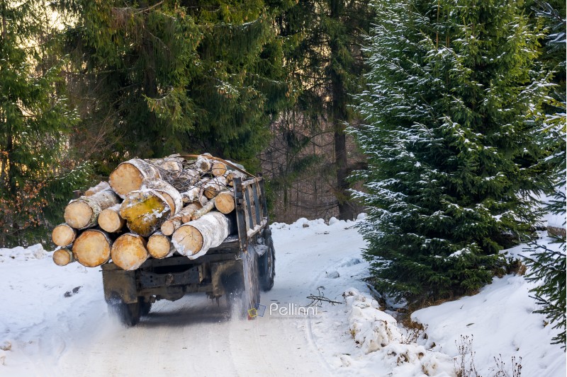 truck transporting wood through forest. dangerous job or illegal cutting concept. road and slope in snow