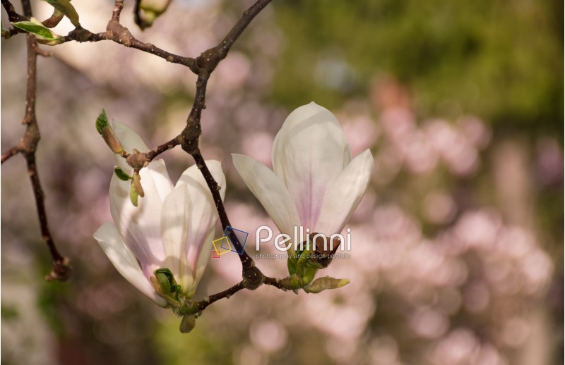 two magnolia flowers in the backyard. beautiful spring blossom background with bokeh effect