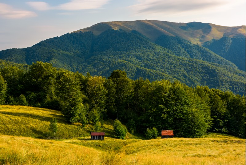 two woodshed near the forest in mountains. beautiful summer scenery in evening. location Apetska mountain, Ukraine