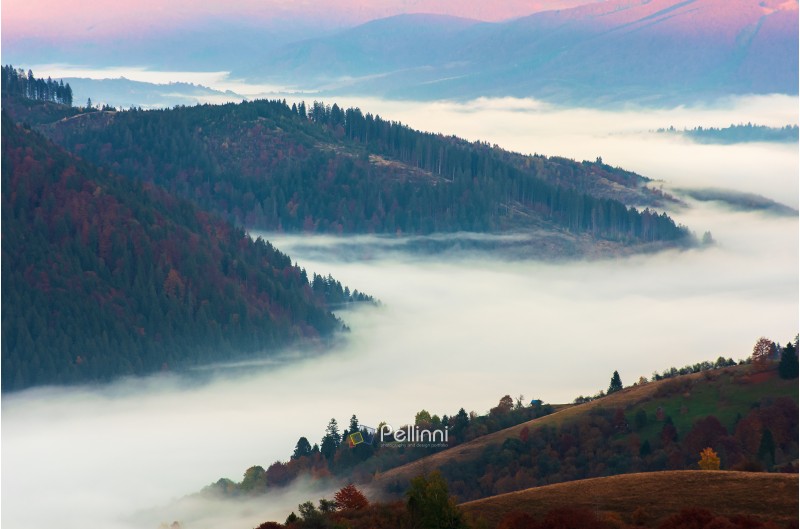 valley full of fog at sunrise. beautiful autumn scenery in mountains. view from the top of a hill