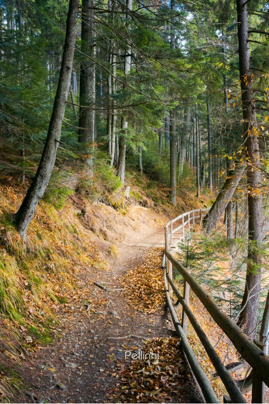 walkway around lake of Synevyr National park in autumn. fallen foliage and wooden fence along the path.