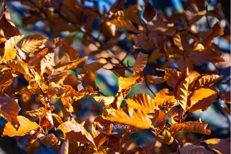 weathered brown foliage on the branches in sunlight. lovely autumn background