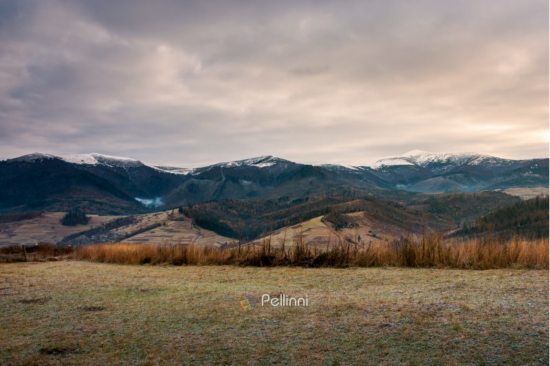 weathered grass on the meadow in mountains. cloudy november morning. distant ridge with snowy peaks