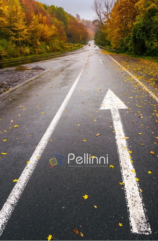 wet asphalt road through forest in deep autumn. gloomy rainy day background. painted arrow sign in fallen yellow foliage showing the direction