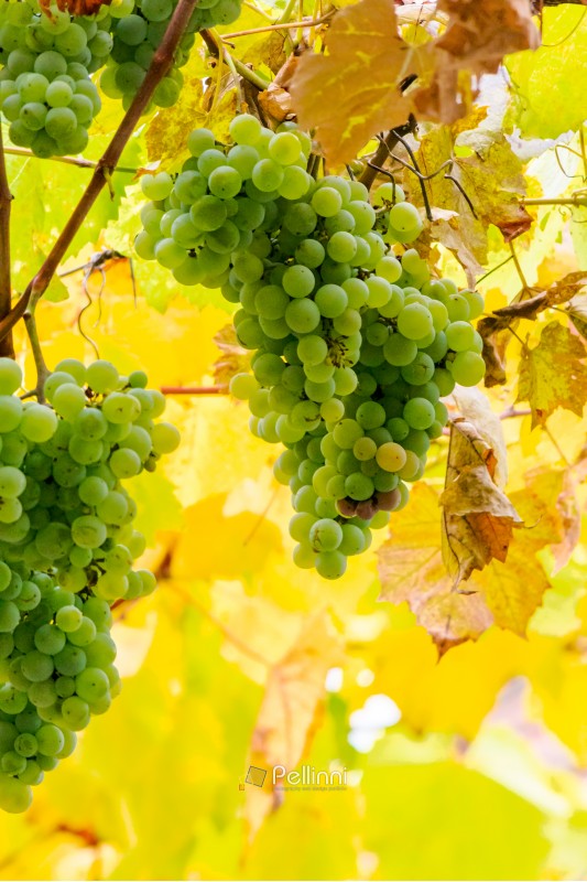 bunch of white grapes hanging on a vine in the vineyard abstract blurred background