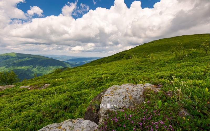 wild herbs among the rocks in summer mountains. wonderful scenery of Carpathian nature